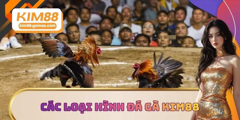 Các loại hình đá gà KIM88 được yêu thích