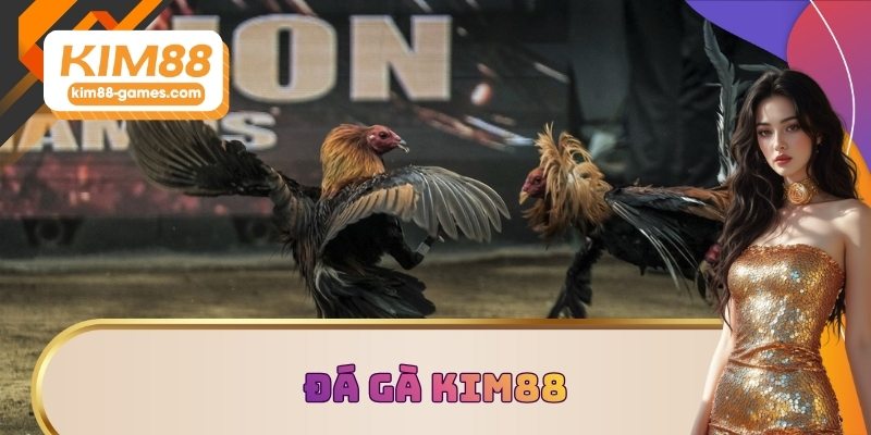Đá gà KIM88