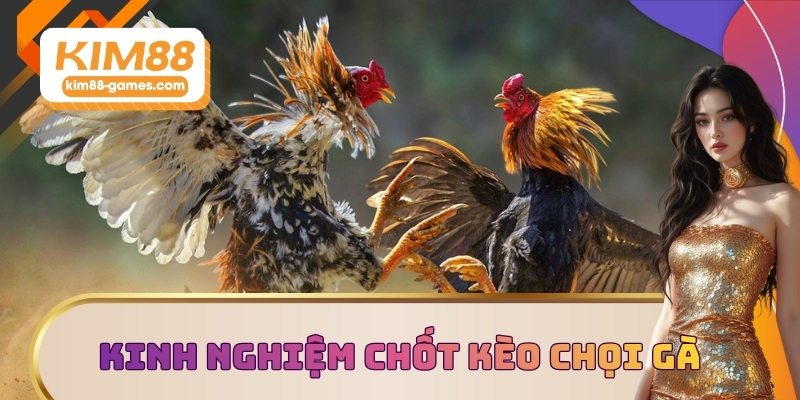 Kinh nghiệm chốt kèo chọi gà bất bại